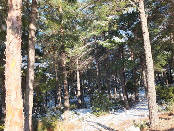 Trees in forest