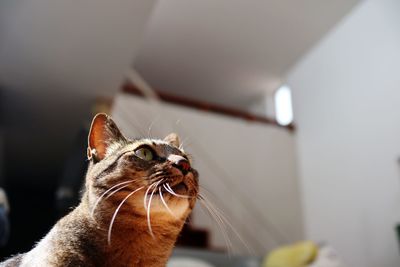 Close-up of a cat looking away