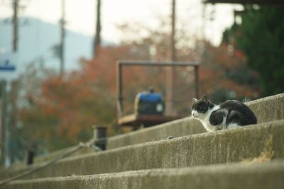 Portrait of cat sitting on railing