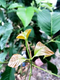 Close-up of yellow flowering plant