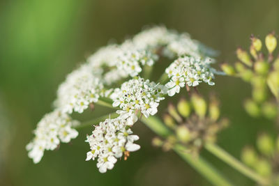 Close-up of white flowering plant