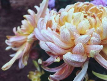 Close-up of flowers