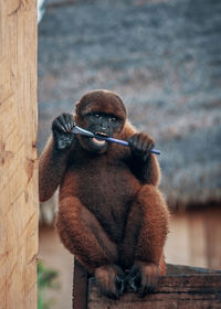Close-up of monkey sitting on wood chewing a brush