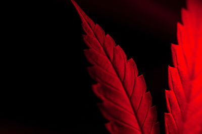 Close-up of red maple leaves against black background