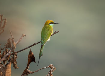 Low angle view of bird perching on branch