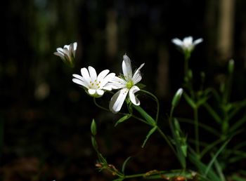 Close-up of white flowers