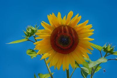 Close-up of sunflower against blue sky