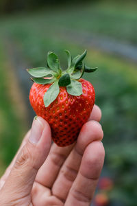 Close-up of hand holding strawberry