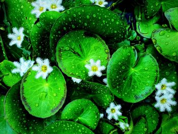 Full frame shot of wet leaves and flowers