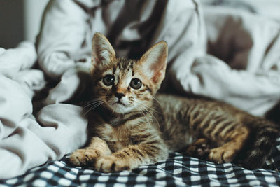 Close-up of kitten relaxing on bed