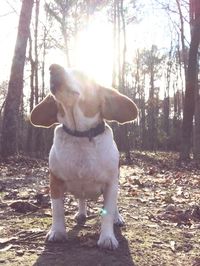 Dog on tree trunk in forest