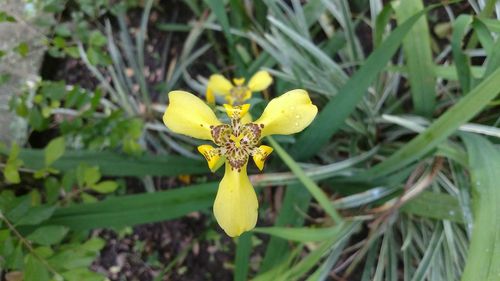 Close-up of yellow flower blooming in field