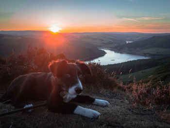 Dog lying on land against sky during sunset