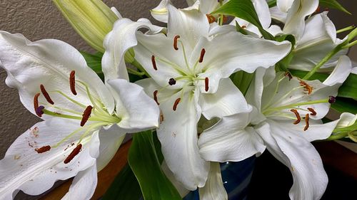 Close-up of white lily flowers