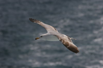 Seagull flying over sea