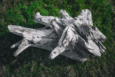 High angle view of dead tree on field