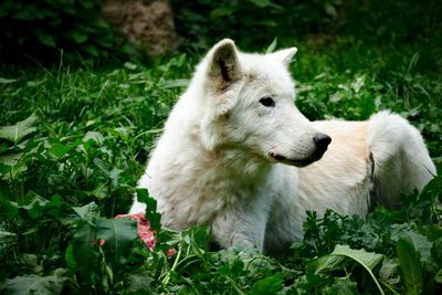 White wolves looking away on field