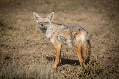 Portrait of fox standing on field