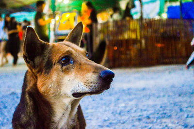 Close-up of dog