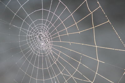 Close-up of spider web