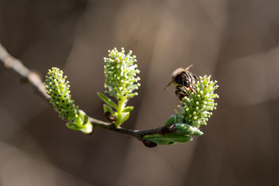 Close-up of bee pollinating on flower