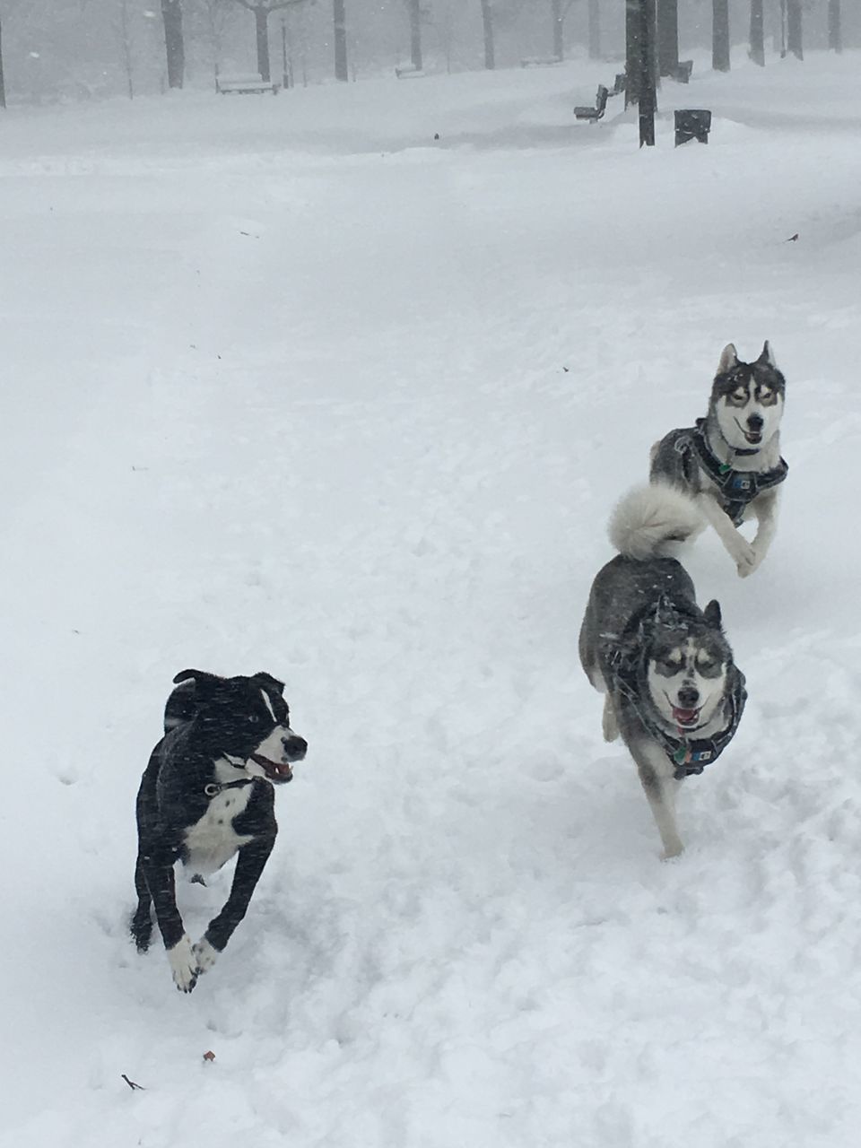 VIEW OF A DOG ON SNOW COVERED LAND