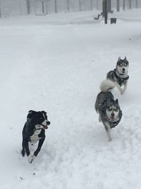 View of dog on snow covered land