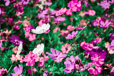 Close-up of pink flowering plants on field