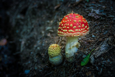 Close-up of fly agaric mushroom on field