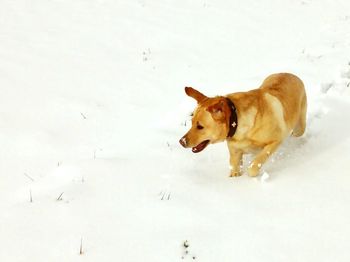 Dog lying on snow covered landscape