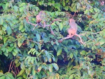 View of bird perching on tree