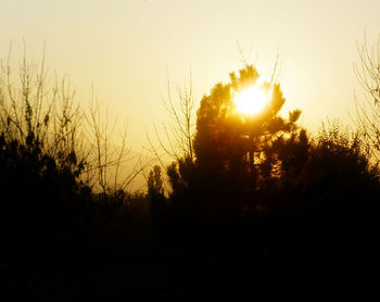 Trees at sunset