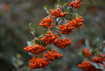 Close-up of red berries on plant