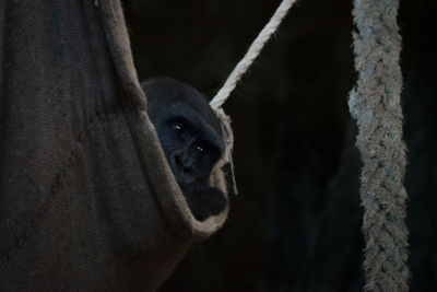 Close-up portrait of horse