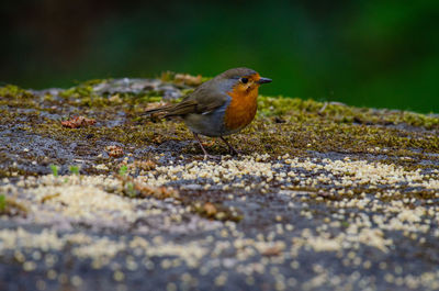 Close-up of bird perching on rock