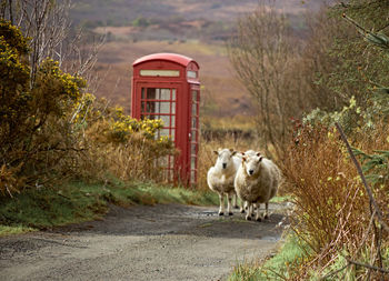 View of sheep in the road