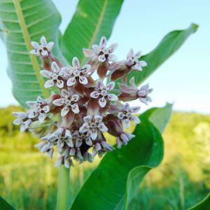 Close-up of flowers blooming outdoors