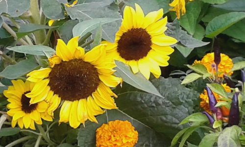 Close-up of sunflower