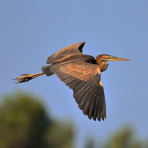 Low angle view of bird flying