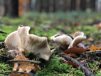 Close-up of mushrooms growing in forest