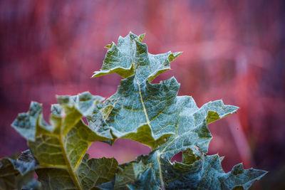 Close-up of maple leaves on plant