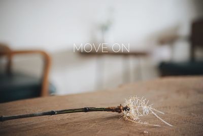 Close-up of insect on table