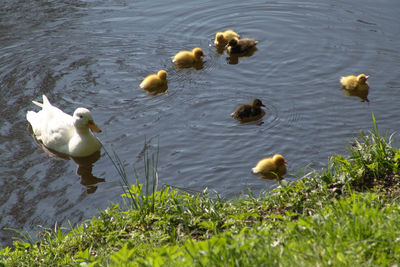 High angle view of swan swimming on lake