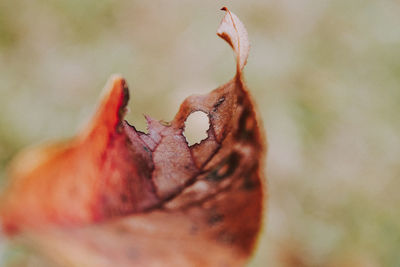 Close-up of dried autumn leaf on land
