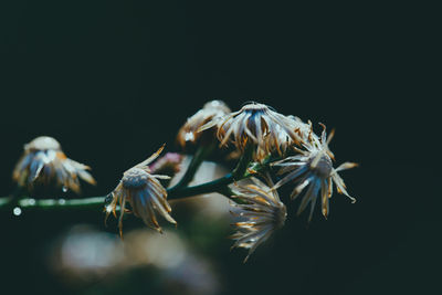 Close-up of flowers against black background