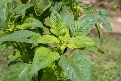 Close-up of fresh green leaves