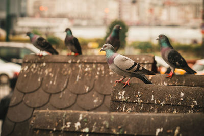 Pigeons perching on railing