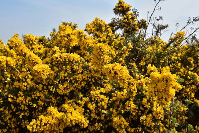 Close-up of yellow flowering plants on field against sky