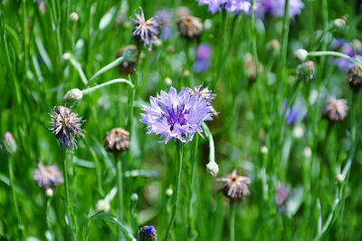 Close-up of purple flowering plants