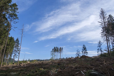 Low angle view of trees on field against sky